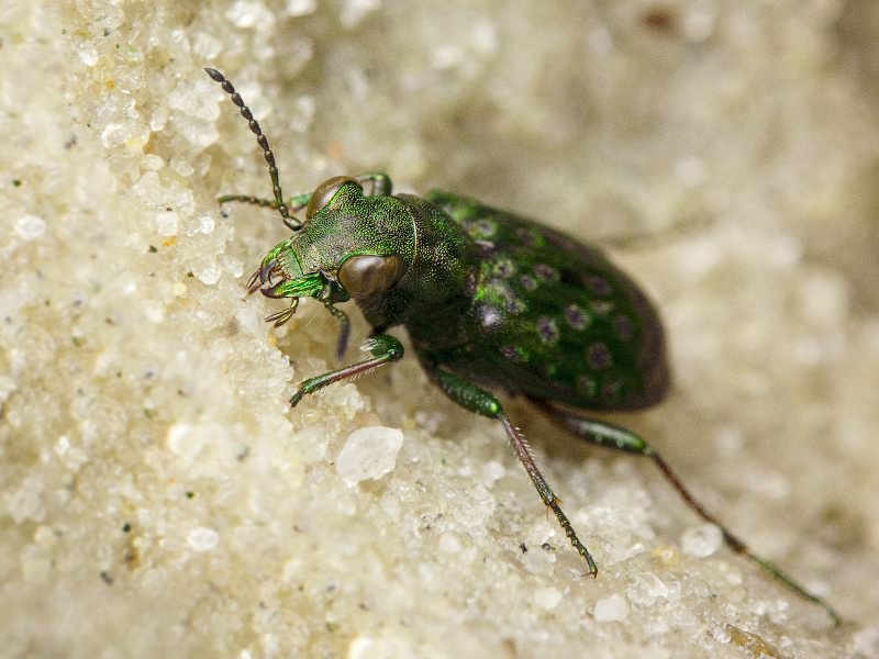 Elaphrus (Elaphrus) riparius (Linneus, 1758)
